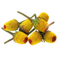 Buzz Buttons Flowers 4 x 50 Count J556