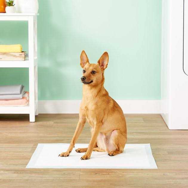Large Dog and Puppy Training Pads M60824