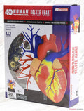 Cardiac Anatomy Model U2793